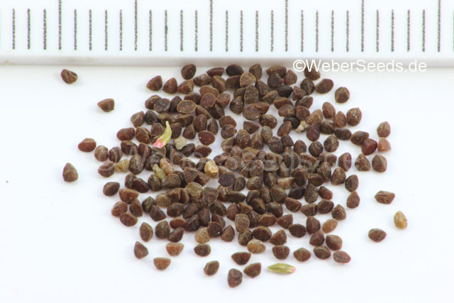 پامچال دارویی